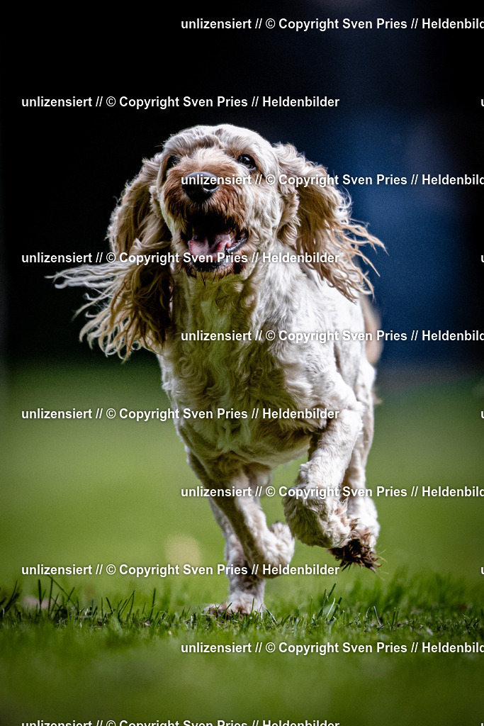 Sven Pries | 2025-10-03 - Hunderennen Obergrombach - Realisiert mit Pictrs.com