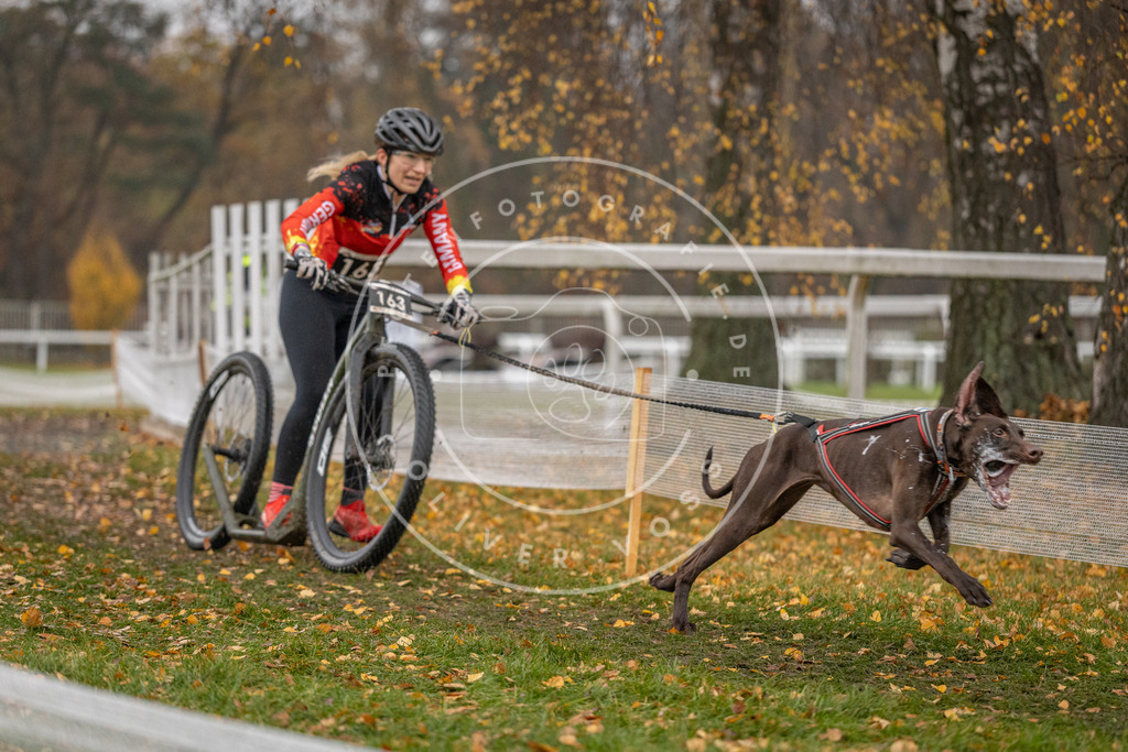 CaniXpix_DV3A7471 | Hundefotografie, Tierfotograf, Pfotenfotografie, Fotoshooting Hund, Hunde Portrait, Hundesport, Hundeportraits, Heideshooting, Hunde, Sportfotograf, Hundefotograf, Turnierhundsport, THS,  - Realisiert mit Pictrs.com