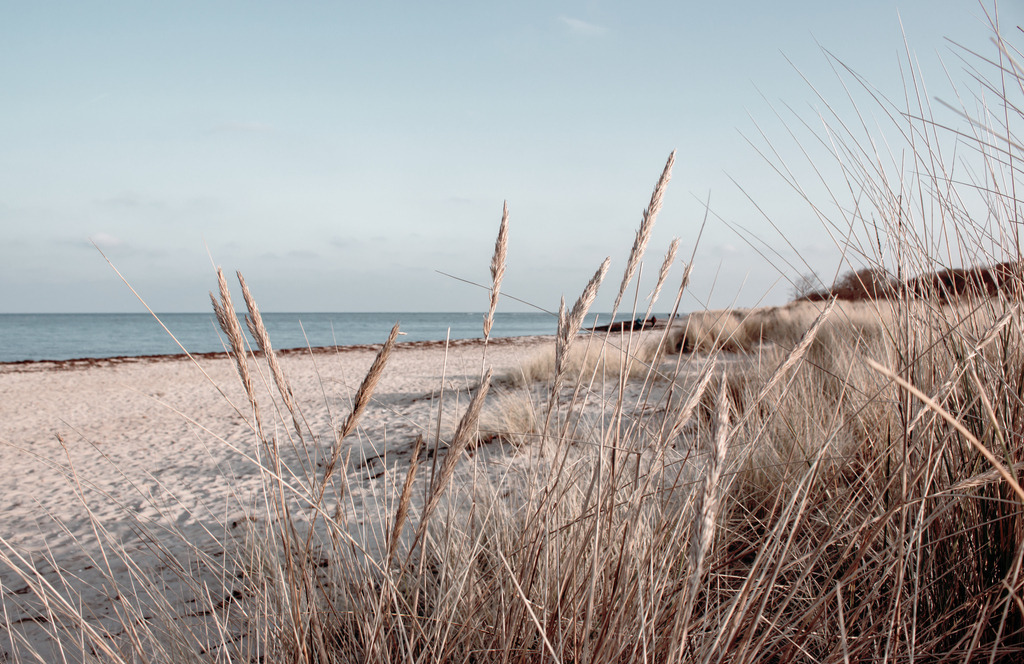 Wandbild: Strandhafer am Sandstrand | Dieses Wandbild im Querformat zeigt Strandhafer am Sandstrand. Die Ähren des Strandhafers stehen im Vordergrund und ragen in den pastellartigen blauen Himmel über dem Meer. Hinter dem Strandhafer ist der natürliche Sandton des Sandstrands zu sehen. Holen Sie sich dieses traumhafte Strandmotiv in dezenten Farben auf Leinwand, auf Aluminium-Platte oder Acrylglas. Ideal fürs Wohnzimmer, Schlafzimmer, Küche, den Arbeitsplatz oder die Ferienwohnung. Die Wandbilder werden individuell für Sie in vielen Abmessungen produziert. - Realisiert mit Pictrs.com