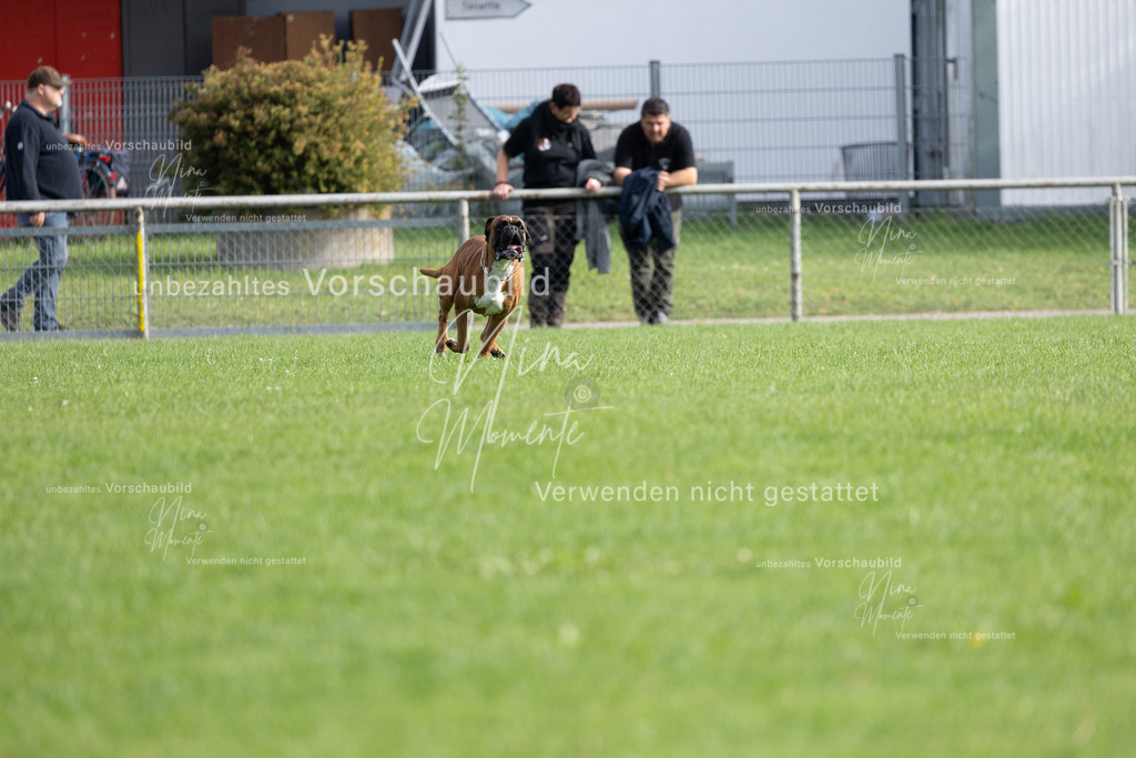 _16A5393 | Einzigartige Fotos von Hunden & Menschen –Actionfotos, Portraits, Vereinsaufnahmen & Paarshootings – authentisch, lebendig & mit Herz.