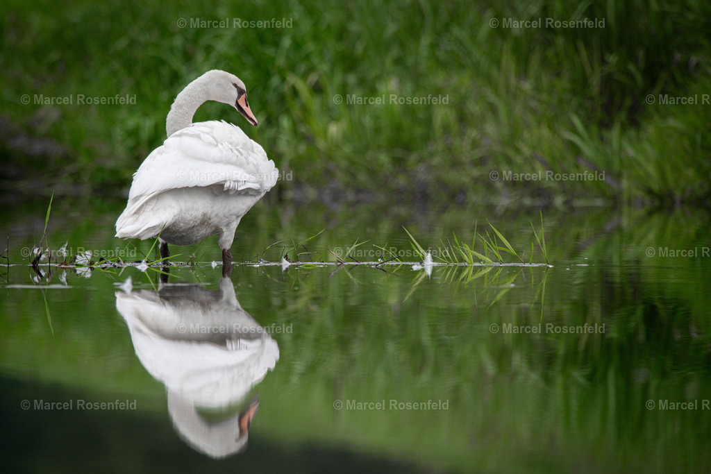 _DSC2790 | foto-rosenfeld