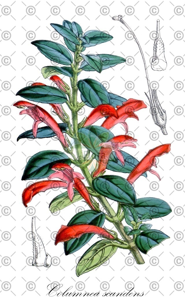 HistAbb_wfo-0001207535_1_ENZY_Simple | Historische Abbildung von Columnea scandens - Gesneriaceae | Historical Illustration of Columnea scandens - Gesneriaceae