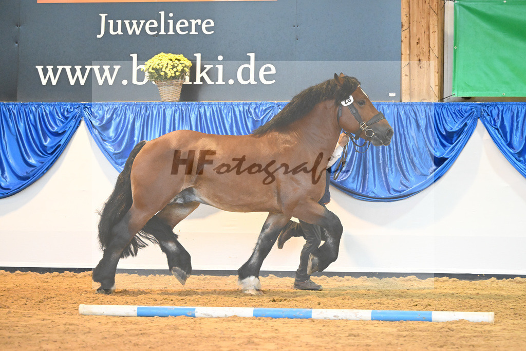 Kat-Nr. 28 Fantus_NRW Landgestuet_53221140 | hf-fotografie - Realizzato con Pictrs.com