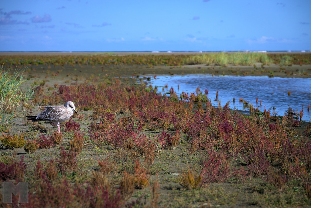 Quiller und Möwe | Landschafts- und Tierfotografie zu allen Jahreszeiten. Und immer die Schönheit des Lichtes im Auge... - Realisiert mit Pictrs.com
