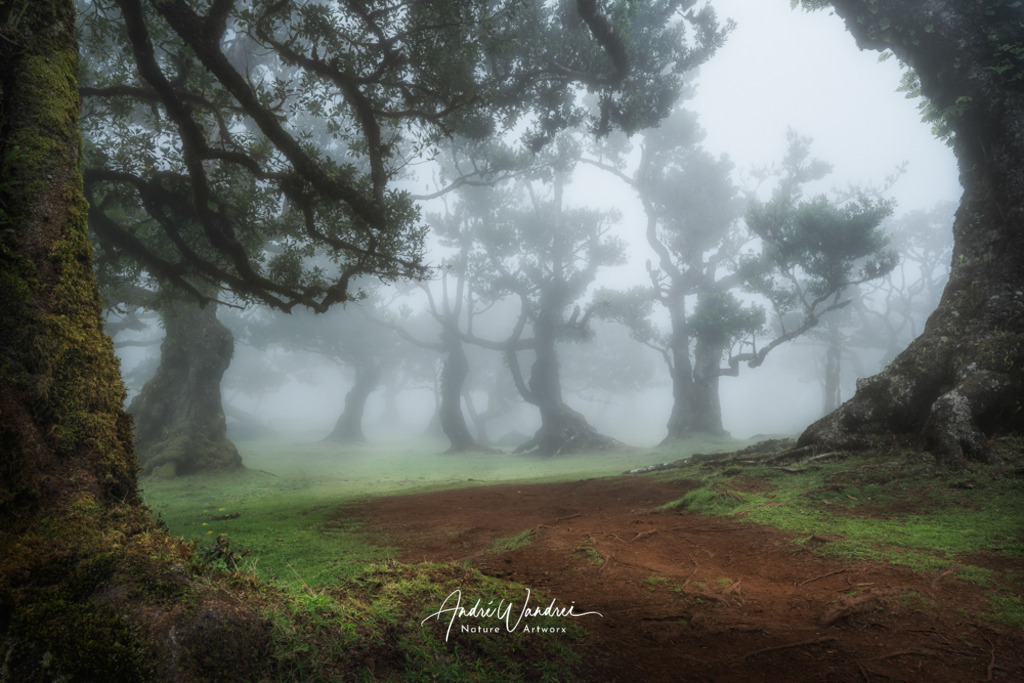 Mystischer Morgen im Wald | Andre Wandrei - Nature Artworx - Realisiert mit Pictrs.com