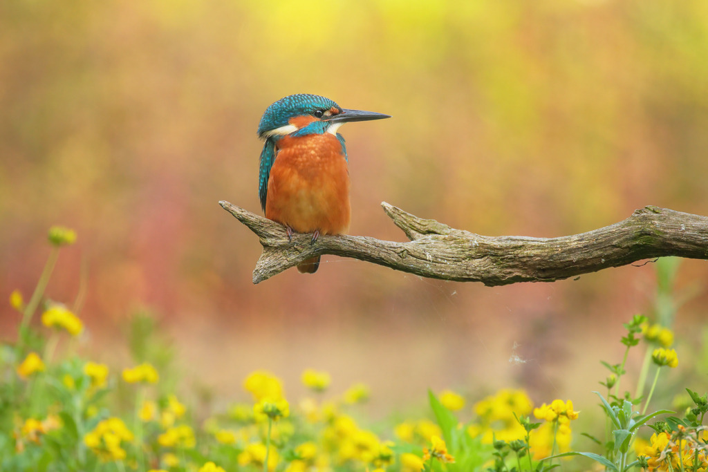 Wandbild - Eisvogel: Farbenpracht am Morgen | Dieses bezaubernde Wandbild zeigt einen farbenfrohen Eisvogel, der auf einem Ast sitzt und in die Ferne blickt. Der Hintergrund ist in warmen, verschwommenen Herbsttönen gehalten, die perfekt die lebhaften Farben des Eisvogels hervorheben. Die Szenerie wird durch eine Wiese mit gelben Blumen im Vordergrund ergänzt, die dem Bild eine zusätzliche Ebene von Lebendigkeit und Naturverbundenheit verleiht. Die ruhige Haltung des Eisvogels und die harmonischen Farben machen dieses Bild zu einem idealen Kunstwerk, das Ruhe und Schönheit in jeden Raum bringt.