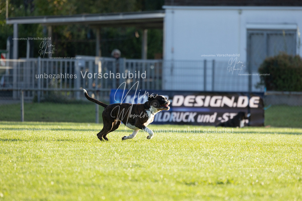 _16A6081 | Einzigartige Fotos von Hunden & Menschen –Actionfotos, Portraits, Vereinsaufnahmen & Paarshootings – authentisch, lebendig & mit Herz.