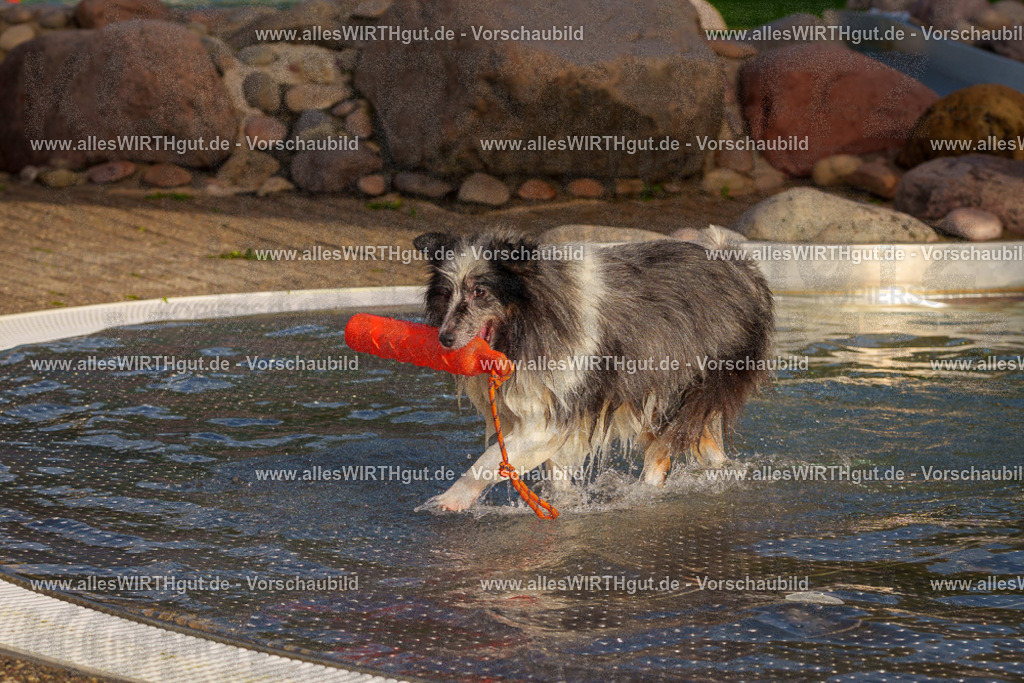Hundeschwimmen_Grefrath_2026-allesWIRTHgut_Tierfotografie-15_22-FAY01257 | Professionelle Tierfotografie in Mönchengladbach von Daniel Wirth (allesWIRTHgut). Liebevolle & natürliche Bilder von Hunden & Katzen für unvergessliche Erinnerungen.
