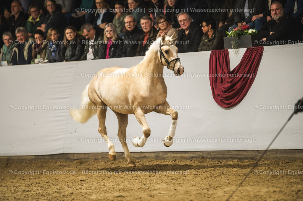 20240302_Hengstvorstellung_Marbach_TOMsPiC_0862 | equistock