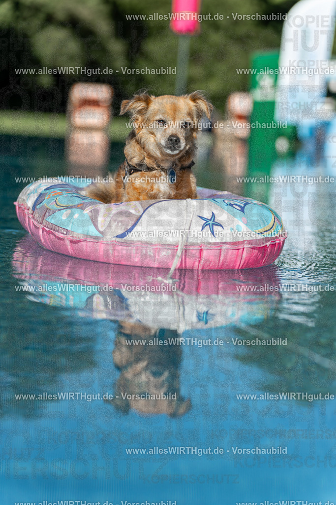 Hundeschwimmen_Volksbad_2026-allesWIRTHgut_Tierfotografie-2609061048-095850-7R509237 | Professionelle Tierfotografie in Mönchengladbach von Daniel Wirth (allesWIRTHgut). Liebevolle & natürliche Bilder von Hunden & Katzen für unvergessliche Erinnerungen.