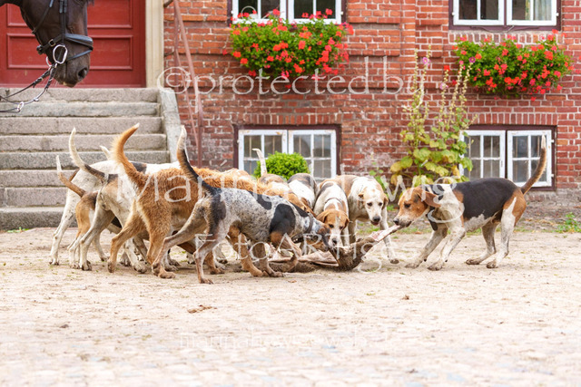 Jagd Knoop 26_MarinaHewigMCH02697 | Fotografie, FotoArt, PferdesportArt, Pferdesportfotografie, Landschaftsfotografie, Reisefotografie, Reise, Pferde - Realisiert mit Pictrs.com