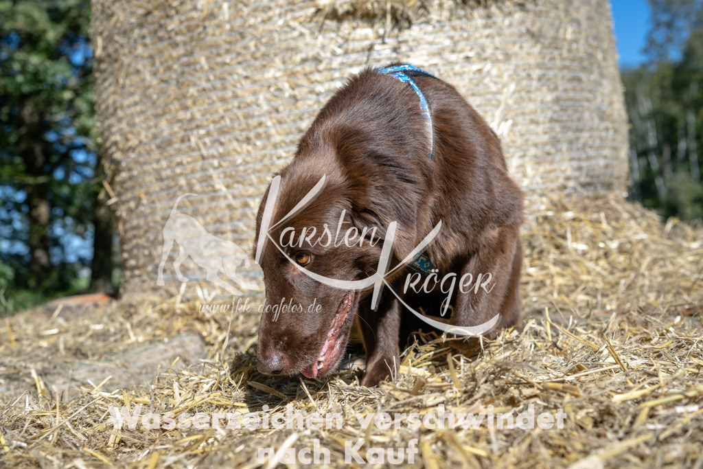 1253_ZZ92548-2 | kk-dogfotos