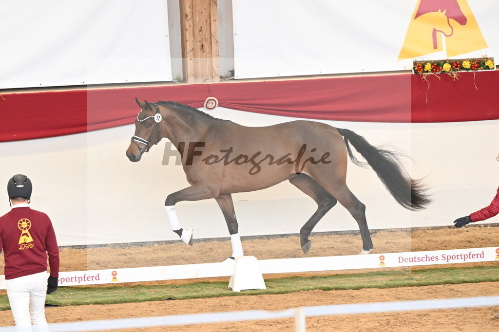 Kat.-Nr. 72 v. Red Viper_Reesink_3260915 | hf-fotografie - Realisiert mit Pictrs.com