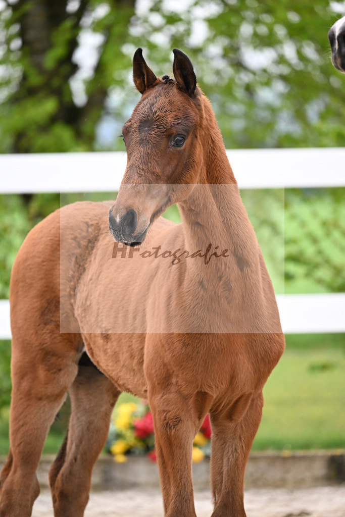 Kat-Nr. 46 HF Red Viper x Eye Catcher_Wanner_23261591 | hf-fotografie - Realisiert mit Pictrs.com
