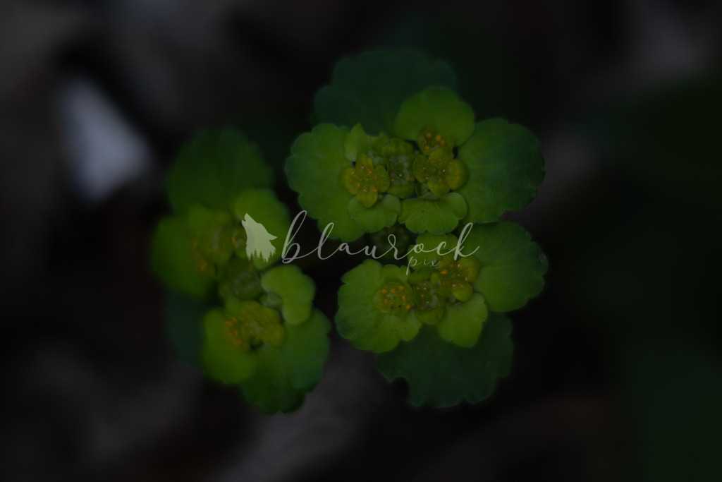 701A6990  | Sportbilder, Sportfotograf, Hochzeits- und Eventfotografin, Flugshows, Portraits und Tiershooting, Aviation, Downhill, Nationalleague, Swissleague, International