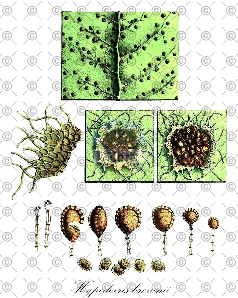 HistAbb_wfo-0001044664_1_ENZY_Simple | Historische Abbildung von Hypoderris brownii - Tectariaceae | Historical Illustration of Hypoderris brownii - Tectariaceae
