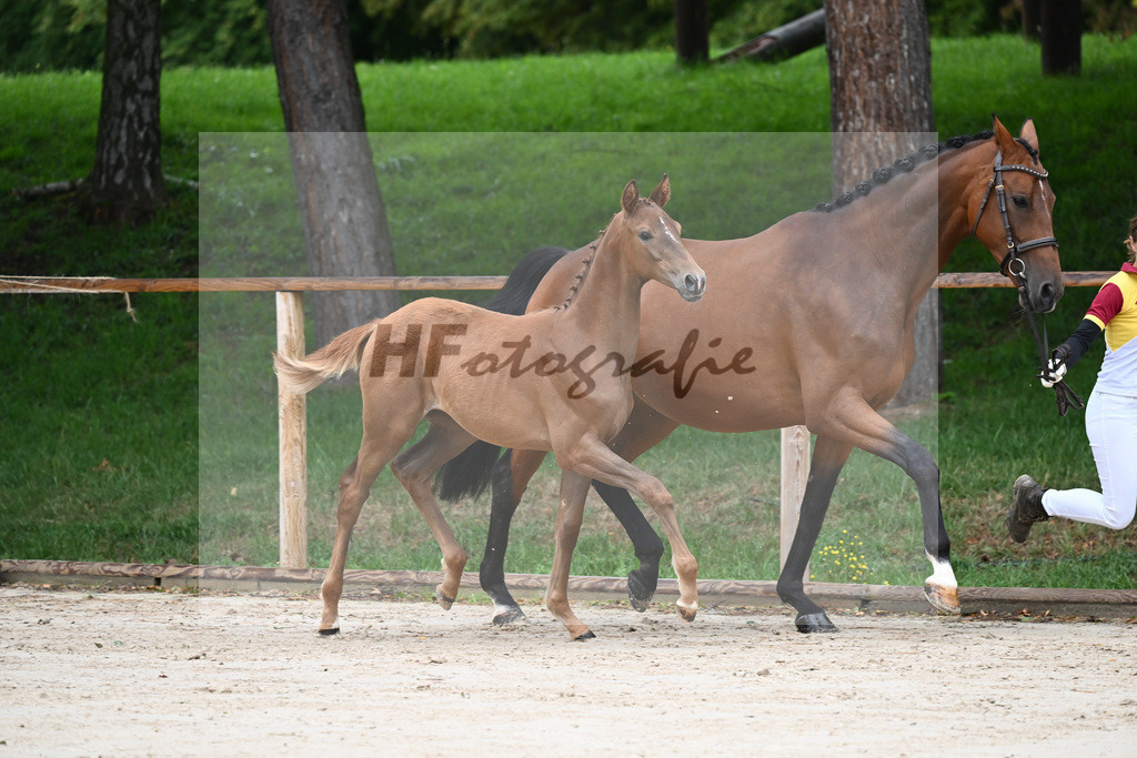 Kat-Nr. 2 SF Benicio_Schneider_25230028 | hf-fotografie - Realisiert mit Pictrs.com