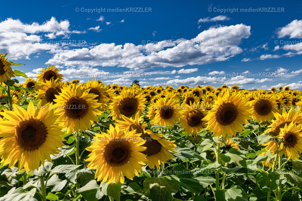 _J3A9920 | medienkrizzler - Realisiert mit Pictrs.com