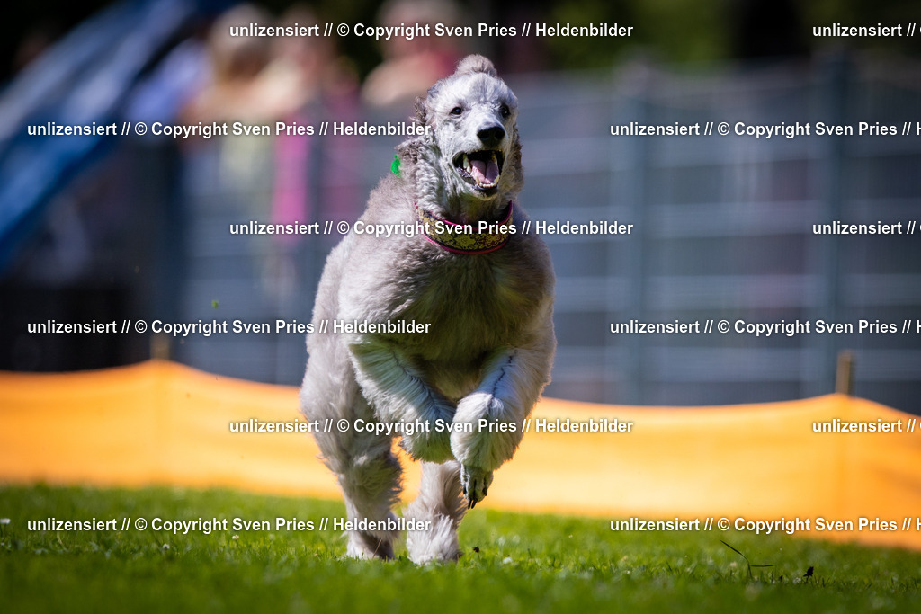 Sven Pries | 2025-08-10 - Hunderennen Durlach - Realisiert mit Pictrs.com