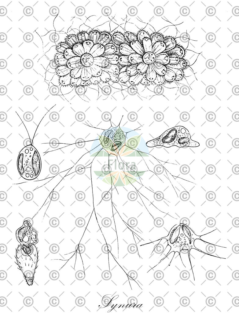 HistAbb_wfo-0000025915_1_ENZY_Simple | Historische Abbildung von Synura - Mallomonadaceae (0) | Historical Illustration of Synura - Mallomonadaceae (0)