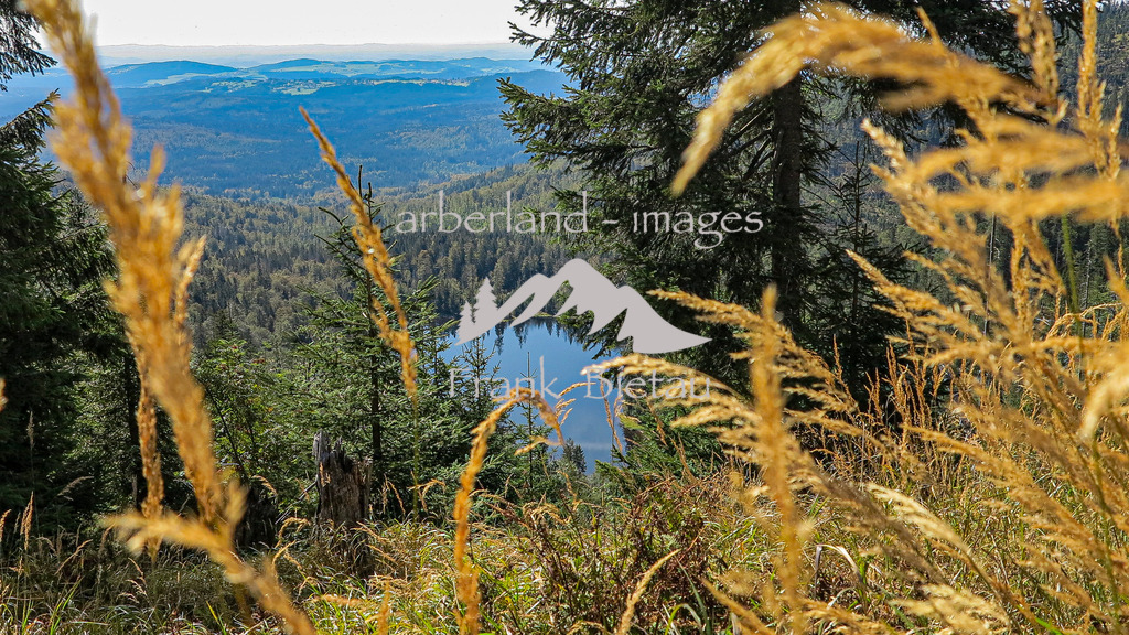 IMG_1575-2 | Rachelsee