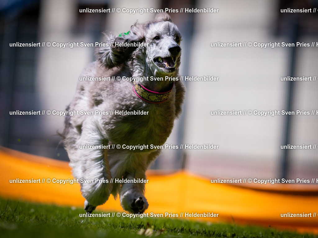 Sven Pries | 2025-08-10 - Hunderennen Durlach - Realisiert mit Pictrs.com