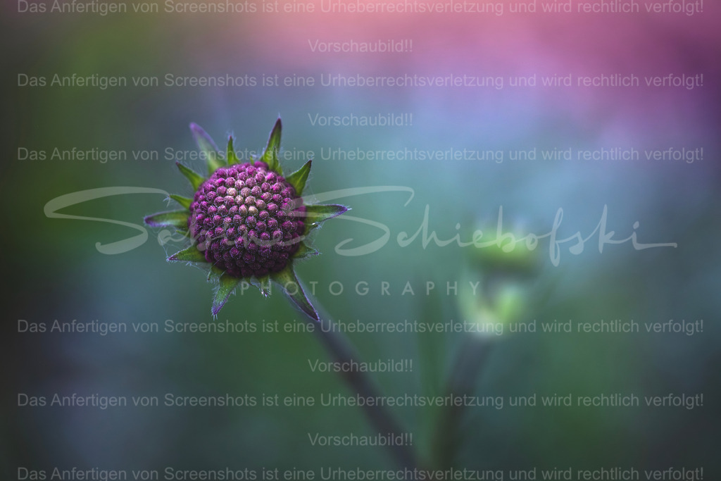 Skabiose | Exklusive Naturfotografie für stilvolle Wanddekoration ★ Premium Wandbilder Made in Germany ✔️ FineArt Drucke & Downloads ✔️ Brillante Farben, höchste Qualität & weltweiter Versand ✔️ - Realisiert mit Pictrs.com