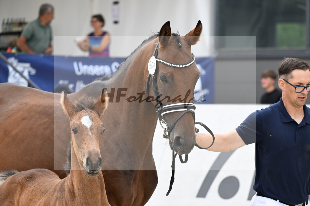 Kat-Nr. 301 Cador x Reunion d Alsace_SF_Lang_21250458 | hf-fotografie - Realisiert mit Pictrs.com