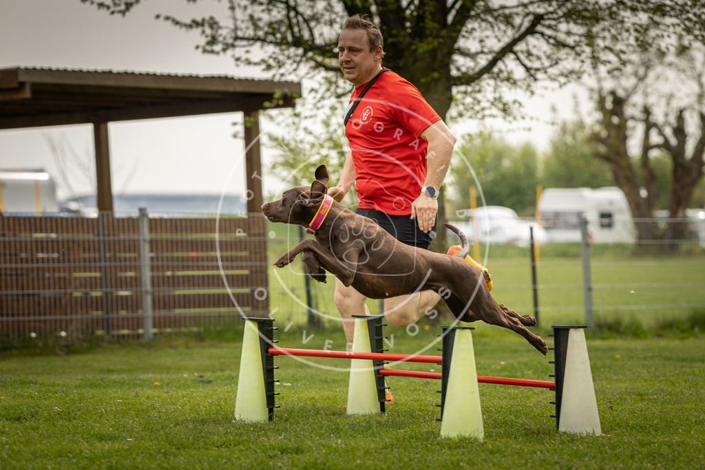 Pfotenfotografie_DV3A6671 | Hundefotografie, Tierfotograf, Pfotenfotografie, Fotoshooting Hund, Hunde Portrait, Hundesport, Hundeportraits, Heideshooting, Hunde, Sportfotograf, Hundefotograf, Turnierhundsport, THS,  - Realisiert mit Pictrs.com