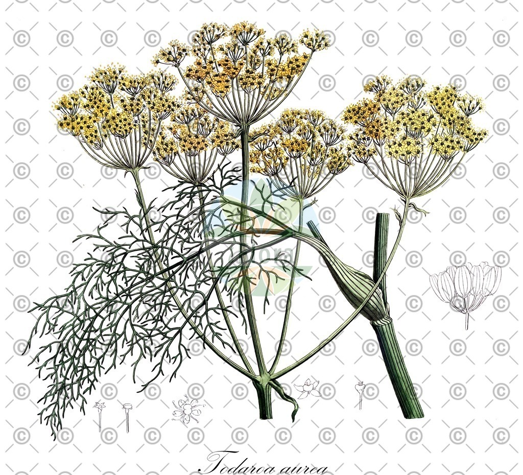 HistAbb_wfo-0001110737_1_ENZY_Simple | Historische Abbildung von Todaroa aurea - Apiaceae | Historical Illustration of Todaroa aurea - Apiaceae