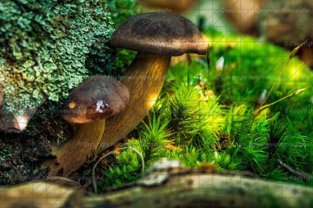 Two small mushrooms | Kaufen sie online außergewöhnliche Fotografien auf Leinwand Acrylglas Fotoprint Aludibond von holgerweigeltfotografie - Realized with Pictrs.com