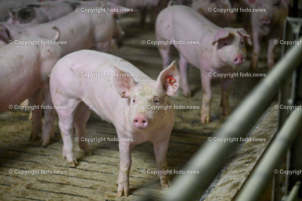 Landwirtschaft_ Schweinebauer_ 07.02.2024-24 | 07.02.2024, Obernberg am Inn, AUT, Landwirtschaft, Schweinebauer, im Bild Schweine, Schweinestall, Aufzucht, Stall, Boden, Spaltboden, Hausschwein, Mastschwein, Schweinemastbetrieb, Mast, maesten, Stallhaltung, Tiere, Saeugetiere, Nutztiere, Schweineproduktion, Fleisch, Produktion