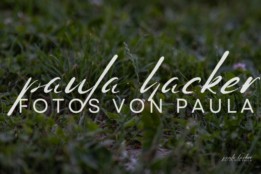 IMG_7536 | Erleben Sie dynamische Sport- und emotionale Tierfotografie in Süddeutschland mit Fotos von Paula. Spezialisiert auf Pferde- und Hundefotografie sowie Sportevents. Kontaktieren Sie mich für einzigartige und ausdrucksstarke Bilder Ihrer besonderen Momente. - Realisiert mit Pictrs.com