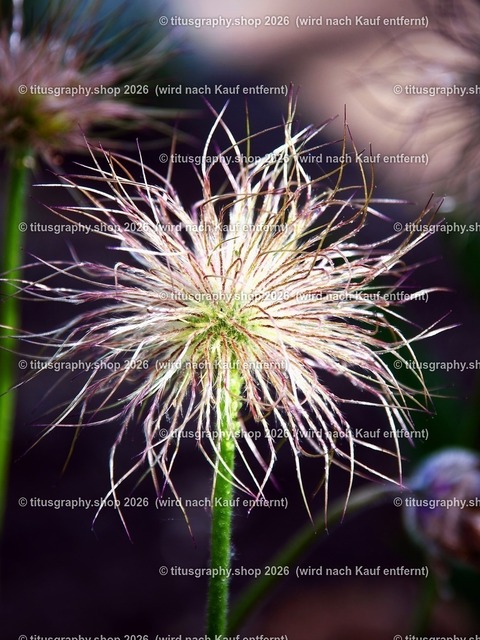 titusgraphy-P5057682_var-031 | Fotokunstarbeit aus der INSTAGRAM-Gallerie auf titusgraphy.eu - Realisiert mit Pictrs.com