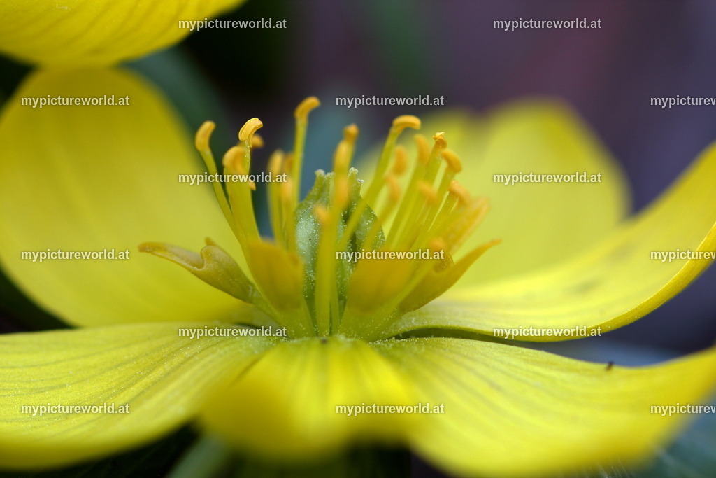 Winterling-007 | Das Bilderarchiv über Tiere, Planzen und Landschaften. In der Bilddatenbank finden Sie ein große Auswahl an hochwertigen Bilder für Ihre Werbung - Realized with Pictrs.com