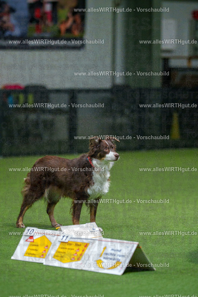 7R504204 | Professionelle Tierfotografie in Mönchengladbach von Daniel Wirth (allesWIRTHgut). Liebevolle & natürliche Bilder von Hunden & Katzen für unvergessliche Erinnerungen.