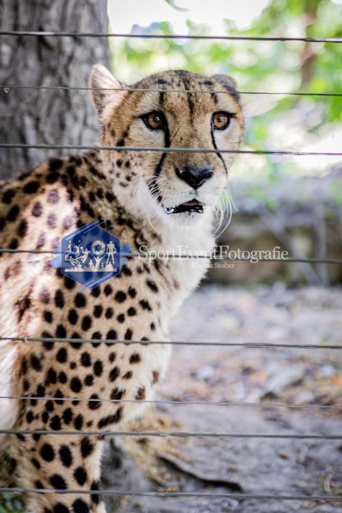 IMAG7904 | SportEventFotografie - Roman Stoiber