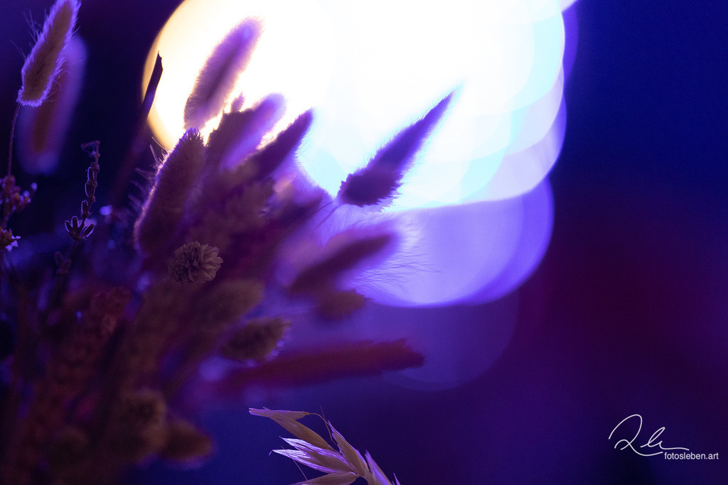 846A8822web | fotosleben - Realisiert mit Pictrs.com