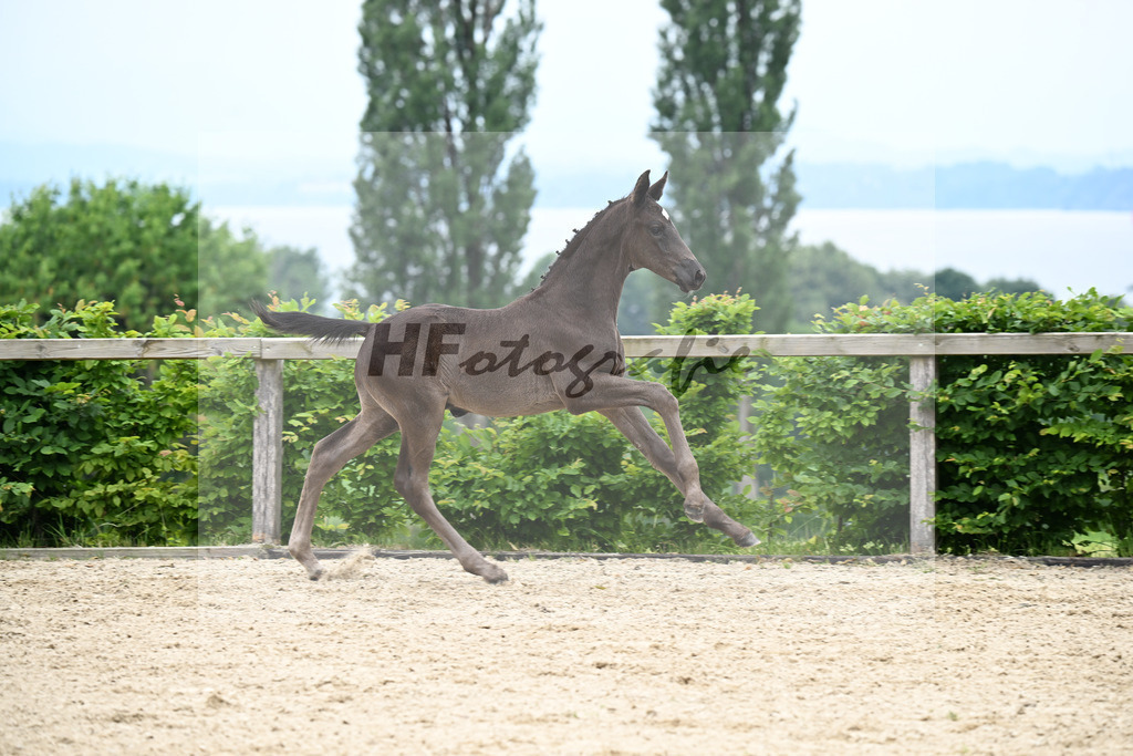 Kat-Nr. 17 Escanto PS x Danciano_HF_Huebner_14250486 | hf-fotografie - Realizzato con Pictrs.com