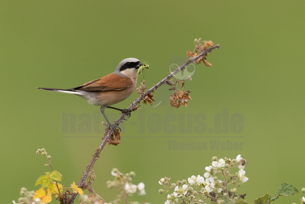 R5NF8908-20230620 | Der Neuntöter oder Rotrückenwürger ist eine Vogelart aus der Familie der Würger und in Mitteleuropa die häufigste Würgerart. Er ist vor allem durch sein Verhalten bekannt, Beutetiere auf Dornen aufzuspießen. Zu seiner Nahrung zählen vorwiegend Großinsekten, aber auch kleine Säugetiere und Vögel. - Realisiert mit Pictrs.com