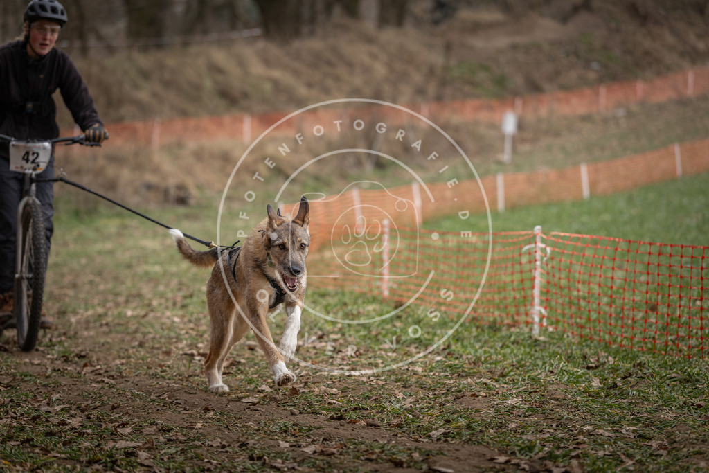 Pfotenfotografie_DV3A0583 | Hundefotografie, Tierfotograf, Pfotenfotografie, Fotoshooting Hund, Hunde Portrait, Hundesport, Hundeportraits, Heideshooting, Hunde, Sportfotograf, Hundefotograf, Turnierhundsport, THS,  - Realisiert mit Pictrs.com