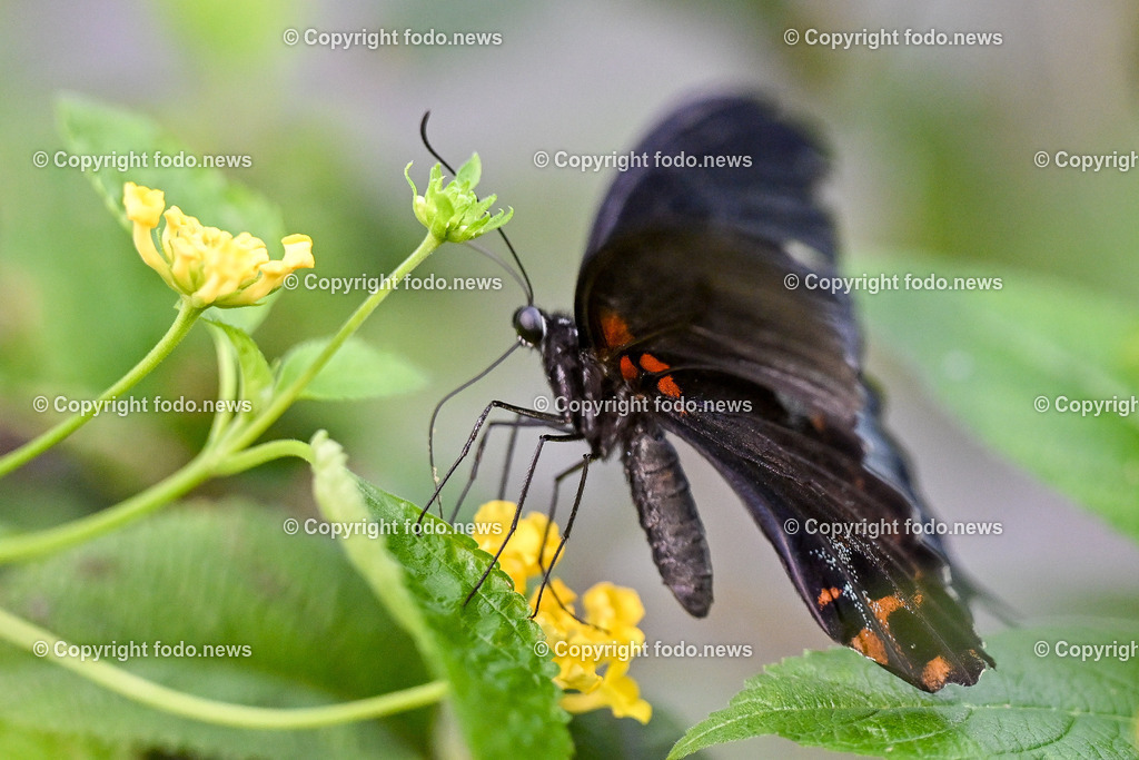 Botanischer Garten Linz_ Schmetterlinge_ Orchideen_ 21.01.2024-63 | 21.01.2024, Botanischer Garten Linz, AUT, Schmetterlinge, im Bild tropische Schmetterlinge, Schmetterling, Falter, Natur, Tiere, Blumen, Pflanzen, Insekten, Butterfly, Tropenhaus