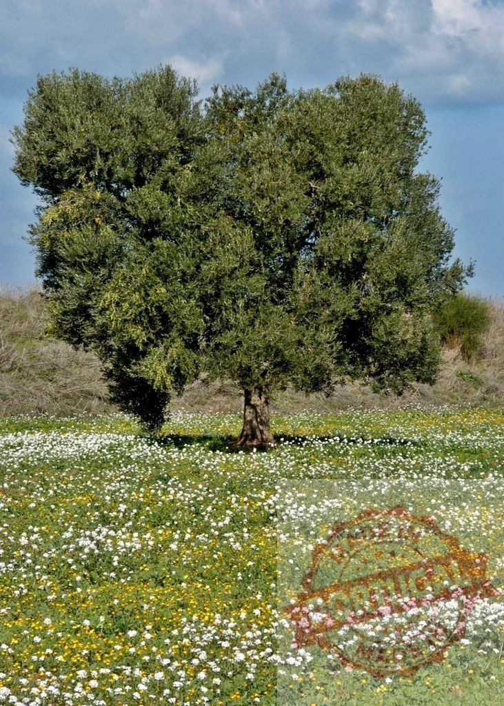 Olive tree standing in a field of spring flowers | Olive tree standing in a rural field with white and yellow wildflowers under a blue sky - Realisiert mit Pictrs.com