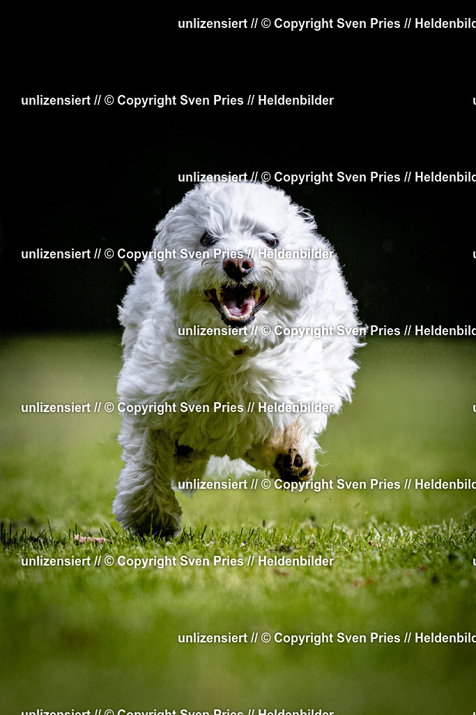 Sven Pries | 2025-10-03 - Hunderennen Obergrombach - Realisiert mit Pictrs.com
