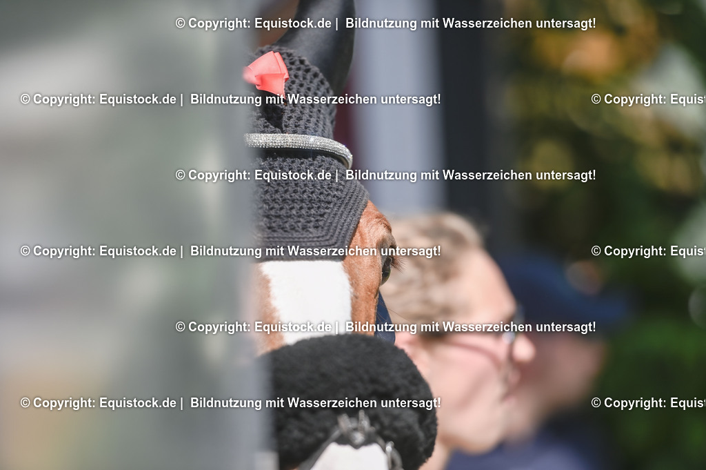 D78_3284 | equistock