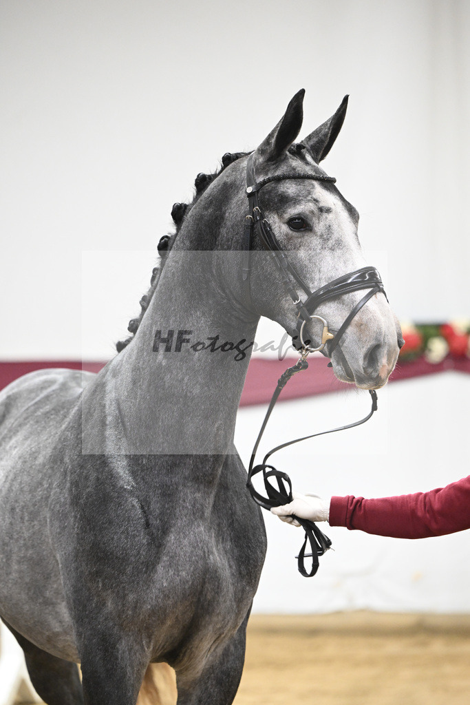 Kat-Nr. 97 Diamant De Semilly - Untouchable_Marian Mueller u Dr. Brigitte Seemann_47253162 | hf-fotografie - Realisiert mit Pictrs.com