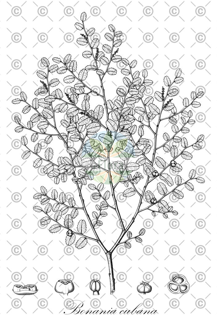 HistAbb_wfo-0000349984_1_ENZY_Simple | Historische Abbildung von Bonania cubana - Euphorbiaceae | Historical Illustration of Bonania cubana - Euphorbiaceae