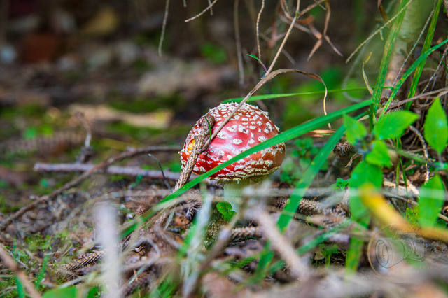 DSC_3155-10 | Shop für Prints Landschaftsfotografie Sächsische Schweiz Naturfotografie in Thüringen Fotos vom Findlingspark Nochten Kloster Sankt Marienstern Bilder Festung Königstein PanoramaRhododendronpark Kromlau FotogalerSchleswig-Holstein Küstenlandschaften