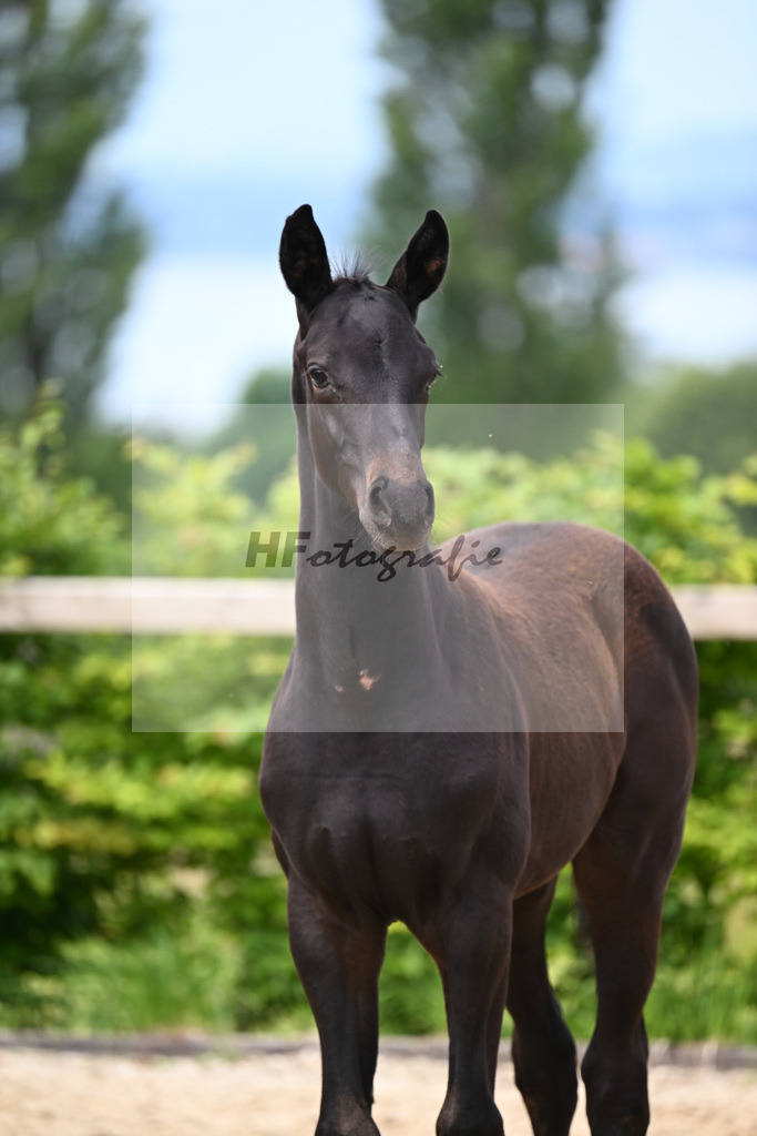 Agamamdon XX x Conthargos_HF_Lehmann_19240089 | hf-fotografie - Realisiert mit Pictrs.com