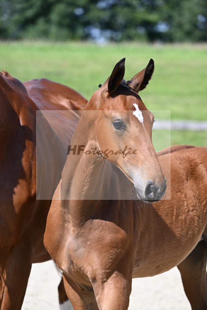 Kat-Nr. 11 HF Van Cordoba x Rotgold_Bauer_28230189 | hf-fotografie - Realizzato con Pictrs.com